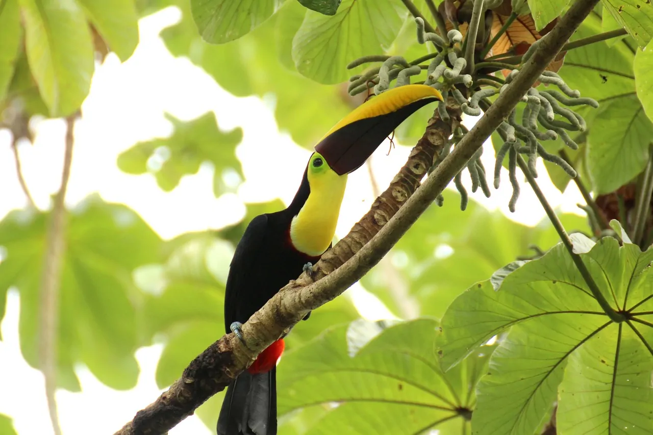 Brown-backed toucan in tropical rainforest, representing biodiversity conservation