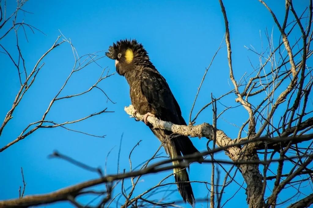 Endangered black cockatoo perched on a dry branch under a clear sky.