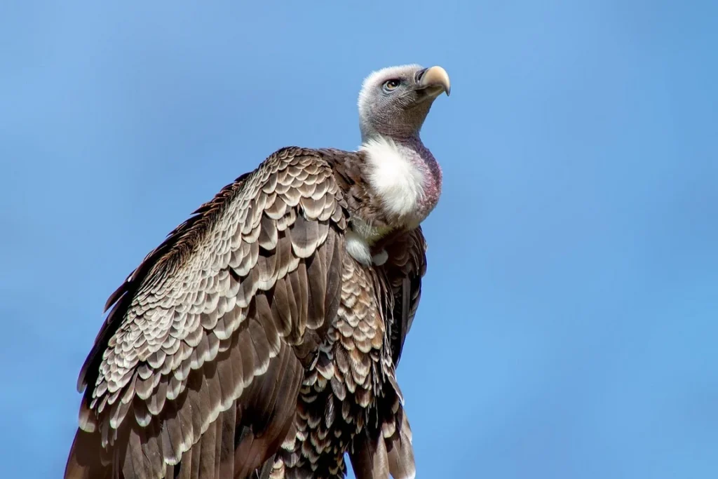 Close-up of a vulture against a clear blue sky – representing AI-assisted poaching prevention.