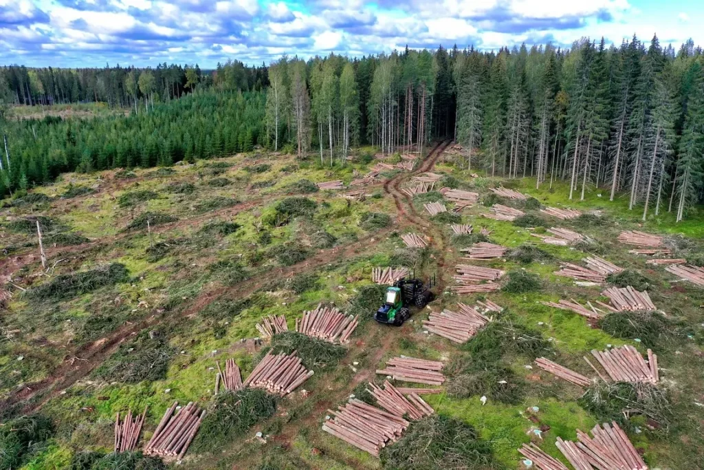 learcut logging area showing why sustainable wood certification matters for responsible forestry